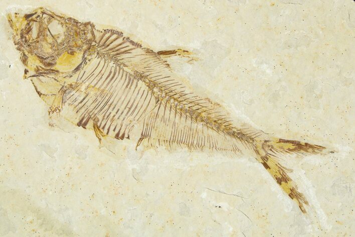 Detailed Fossil Fish (Diplomystus) - Wyoming #379502